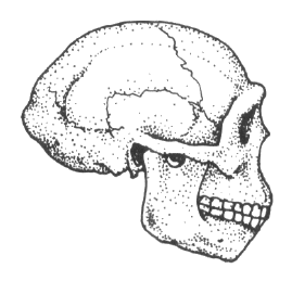 The skull of Peking Man