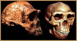 erectus-two-skulls.jpg